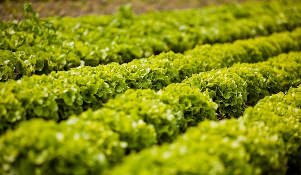 Salade Salade