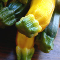 Courgette primeur