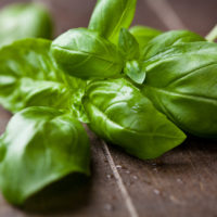 Aromatique basilic