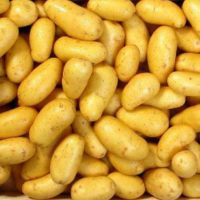 Pomme de terre nouvelle (serre)