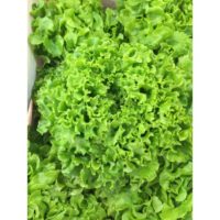 Salade