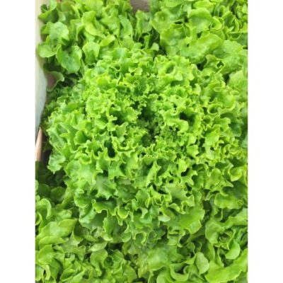 Salade