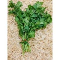 Aromatique coriandre