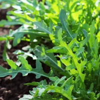 Roquette